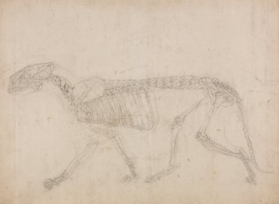 En jämförande anatomisk framställning av människokroppens struktur med tigerns och en vanlig hönas: Tiger Skeleton, Lateral View (Förmodligen den främsta studien av skelettet) av George Stubbs