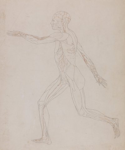 En jämförande anatomisk framställning av människokroppens struktur med tigerns och den vanliga fågelns: Human Figure, Lateral View (Relaterad till tabell XIII, detaljerad studie av blodkärlen som försörjer musklerna) av George Stubbs