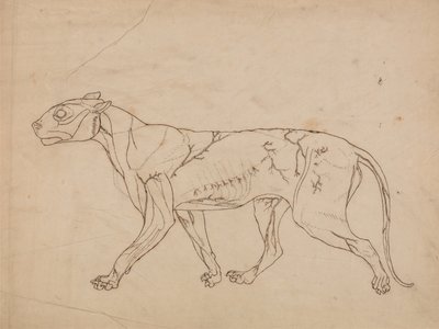 En jämförande anatomisk framställning av människokroppens struktur med en tigerkropp och en vanlig hönsfågel:  Tiger Body, Lateral View (Översiktlig studie av ytmusklerna och deras blodförsörjning, troligen gjord för en nyckelfigur) av George Stubbs