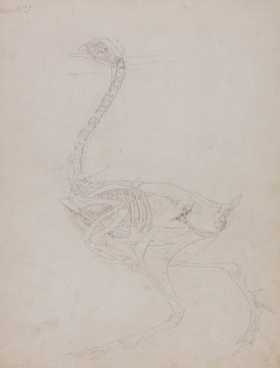 En jämförande anatomisk framställning av människokroppens struktur med tigerns och hönsfågelns:  Hönskropp, vy från sidan av George Stubbs
