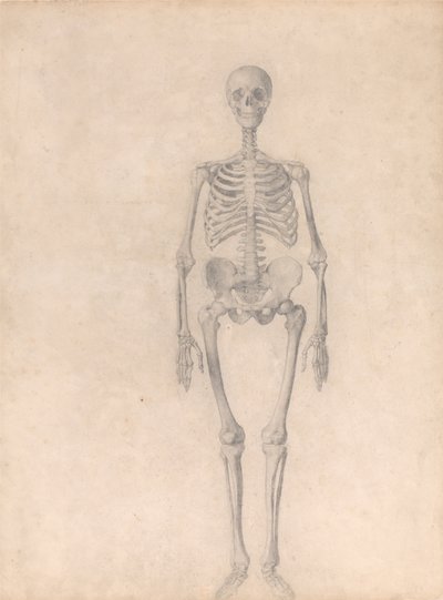 En jämförande anatomisk framställning av människokroppens struktur med den hos en tiger och en vanlig fågel: Människans skelett, framifrån sett (Färdig studie för tabell I) av George Stubbs
