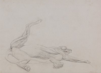 En jämförande anatomisk framställning av människokroppens struktur, en tigerkropp och en vanlig hönsfågel:  Tigerkropp, liggande, betraktad ventralt av George Stubbs