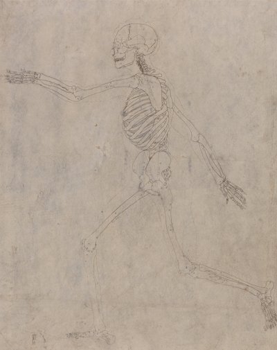 En jämförande anatomisk framställning av människokroppens struktur med tigerns och den vanliga fågelns: Människans skelett, vy från sidan av George Stubbs
