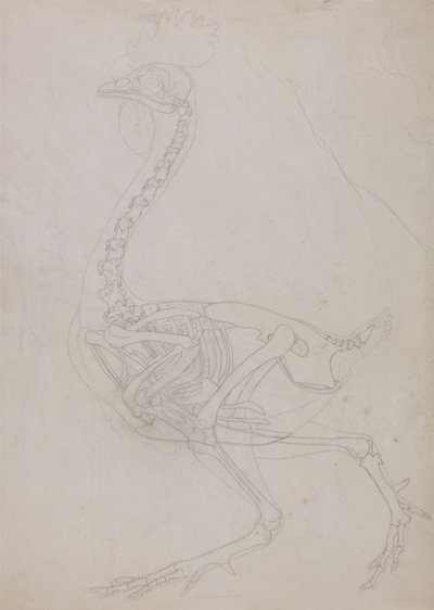 En jämförande anatomisk framställning av människokroppens struktur med tigerns och den vanliga fågelns:  Fjäderfäskelett, vy från sidan (översiktsteckning) av George Stubbs