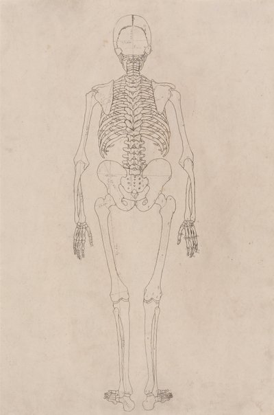 En jämförande anatomisk framställning av människokroppens struktur jämfört med en tiger och en vanlig höna: Människans skelett, bakifrån (avser tabell II) av George Stubbs