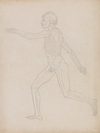 En jämförande anatomisk framställning av människokroppens struktur med tigerns och den vanliga fågelns: Människofigur, vy från sidan av George Stubbs