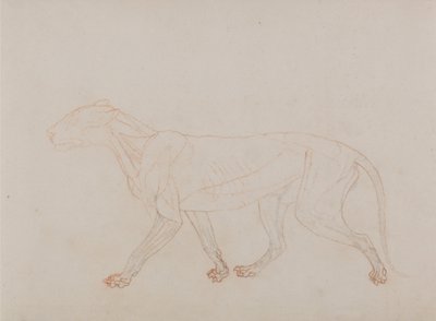 En jämförande anatomisk framställning av människokroppens struktur med tigerns och en vanlig hönas: Tigerkropp, sidovy (visar det tredje steget i dissektionen) av George Stubbs