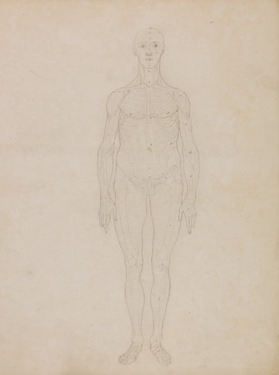 En jämförande anatomisk framställning av människokroppens struktur i förhållande till tigerns och den vanliga fågelns: Studie av människofiguren, framifrån (Förmodligen relaterad till tabell XI) av George Stubbs