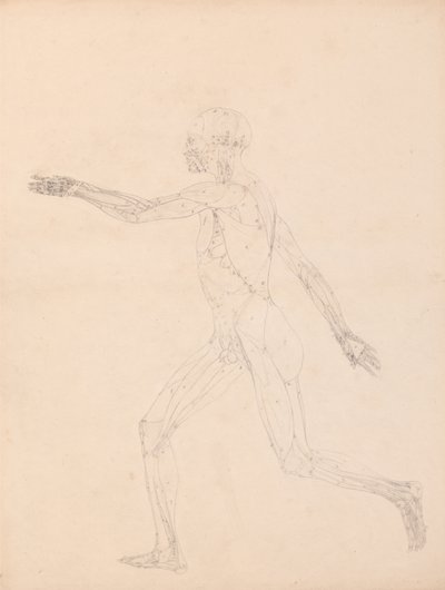 En jämförande anatomisk framställning av människokroppens struktur med tigerns och den vanliga fågelns: Människofigur, vy från sidan (För nyckeltalet till tabell XIII) av George Stubbs