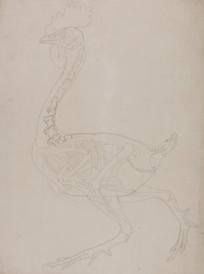 En jämförande anatomisk framställning av människokroppens struktur med tigerns och en vanlig hönas:  Skelett av höns, vy från sidan av George Stubbs