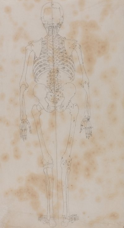 En jämförande anatomisk framställning av människokroppens struktur med den hos en tiger och en vanlig höna: Human Skeleton, Posterior View (Kanske den första av studierna av skelettet) av George Stubbs