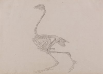 En jämförande anatomisk framställning av människokroppens struktur med tigerns och en vanlig hönas:  Dorking Hen Skeleton, Lateral View (Färdig studie för en opublicerad tabell) av George Stubbs