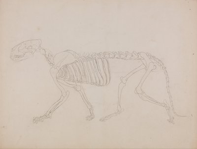 En jämförande anatomisk framställning av människokroppens struktur med tigerns och en vanlig hönas: Tigerskelett, vy från sidan av George Stubbs