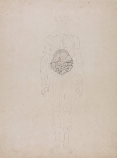 En jämförande anatomisk framställning av människokroppens struktur jämfört med en tiger och en vanlig höna: Människofigur, vy framifrån (konturteckning) av George Stubbs