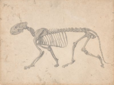 En jämförande anatomisk framställning av människokroppens struktur med tigerns och en vanlig hönas: Tigerskelett, vy från sidan (Färdig studie för tabell IV) av George Stubbs