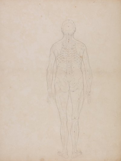 En jämförande anatomisk framställning av människokroppens struktur jämfört med tigerns och den vanliga fågelns: Människofigur, vy bakifrån av George Stubbs