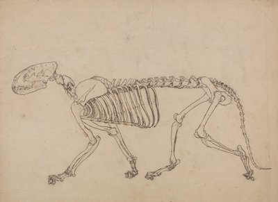 En jämförande anatomisk framställning av människokroppens struktur med tigerns och en vanlig hönas: Tigerskelett, sidovy (Studie för nyckeltalet till tabell IV) av George Stubbs