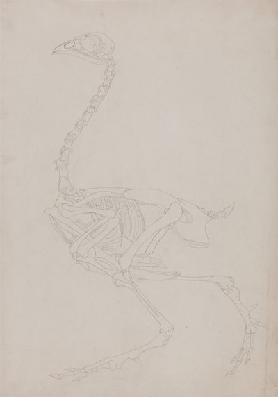 En jämförande anatomisk framställning av människokroppens struktur med tigerns och en vanlig hönas:  Skelett av höns, vy från sidan av George Stubbs