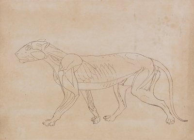 En jämförande anatomisk framställning av människokroppens struktur med tigerns och en vanlig hönas:  Tigerkropp, vy från sidan (Konturteckning för en nyckelfigur) av George Stubbs