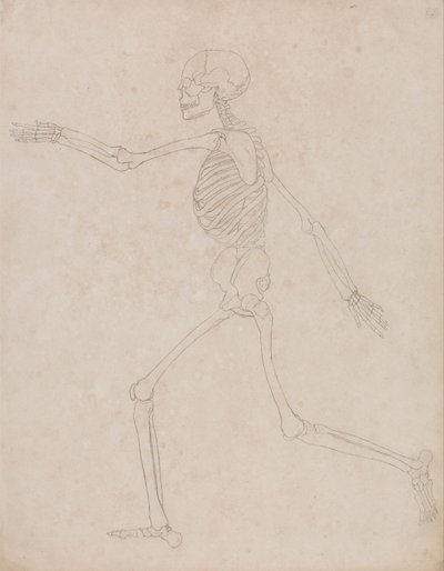 En jämförande anatomisk framställning av människokroppens struktur i förhållande till tigerns och fågelns: Human Skeleton, Lateral View (Kan ursprungligen ha förberetts för att användas som nyckelfigur till tabell III men övergavs senare) av George Stubbs
