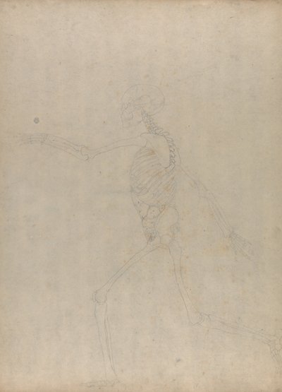 En jämförande anatomisk framställning av människokroppens struktur med en tiger och en vanlig höna: Human Skeleton, Lateral View (Studie för en nyckelfigur till en opublicerad tabell som visar bukens inälvor) av George Stubbs