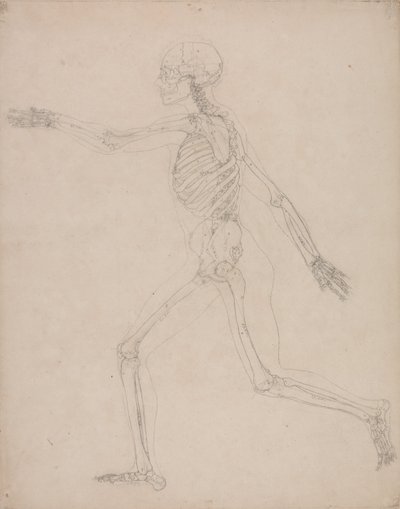 En jämförande anatomisk framställning av människokroppens struktur med tigerns och den vanliga fågelns: Människans skelett, vy från sidan av George Stubbs
