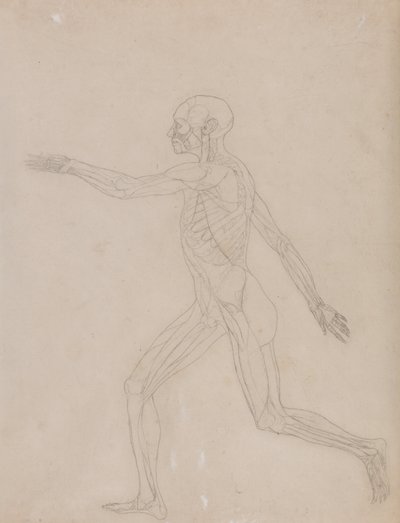 En jämförande anatomisk framställning av människokroppens struktur med tigerns och den vanliga fågelns: Människofigur, vy från sidan av George Stubbs