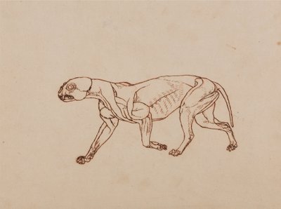 En jämförande anatomisk framställning av människokroppens struktur med tigerns och den vanliga fågelns:  Leopardkropp, vy från sidan av George Stubbs