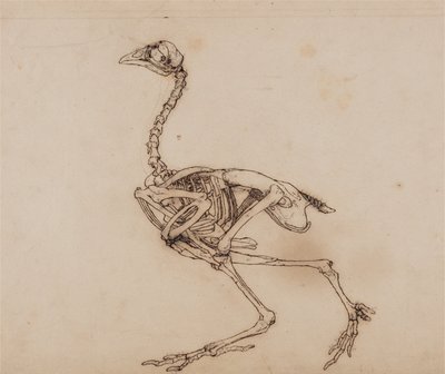 En jämförande anatomisk framställning av människokroppens struktur med tigerns och en vanlig hönas:  Dorking Hen Skeleton, Lateral View (Förmodligen förberett för en opublicerad nyckelfigur) av George Stubbs