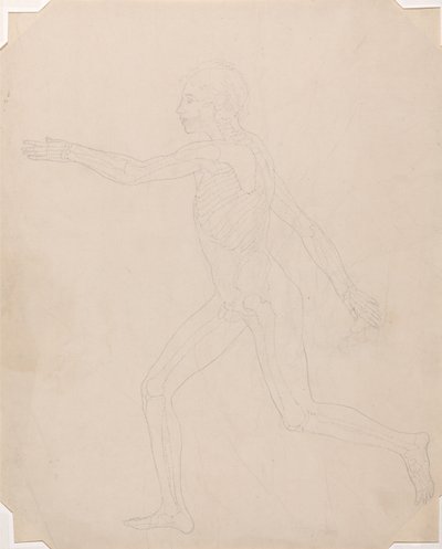 En jämförande anatomisk framställning av människokroppens struktur med tigerns och den vanliga fågelns: Människofigur, vy från sidan av George Stubbs