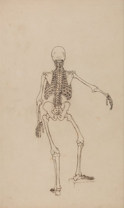 En jämförande anatomisk framställning av människokroppens struktur med den hos en tiger och en vanlig fågel: Människans skelett, vy bakifrån av George Stubbs