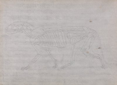 En jämförande anatomisk framställning av människokroppens struktur med tigerns och en vanlig hönas: Tigerkropp, vy från sidan av George Stubbs