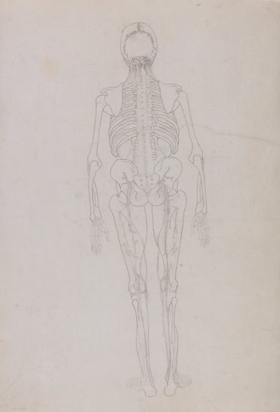 En jämförande anatomisk framställning av människokroppens struktur med tigerns och den vanliga fågelns: Human Figure, Posterior View (Översiktsritning för en nyckelfigur som visar slutskedet av dissektionen) av George Stubbs