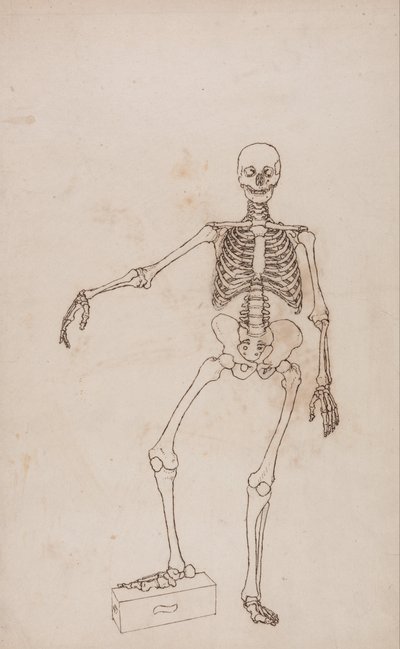 En jämförande anatomisk framställning av människokroppens struktur i jämförelse med tigerns och den vanliga fågelns: Människans skelett, vy framifrån av George Stubbs