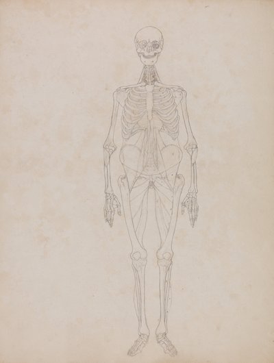 En jämförande anatomisk framställning av människokroppens struktur jämfört med en tiger och en vanlig höna:  Människofigur, vy framifrån (översiktsbild) av George Stubbs