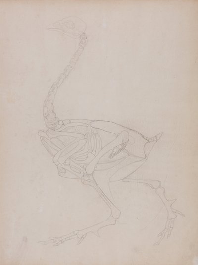 En jämförande anatomisk framställning av människokroppens struktur med tigerns och hönsfågelns:  Hönskropp, vy från sidan av George Stubbs