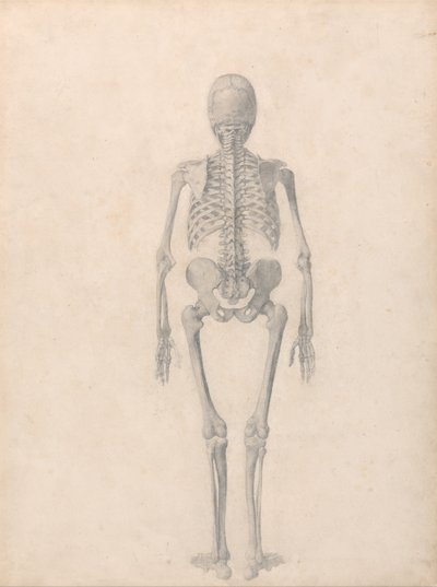 En jämförande anatomisk framställning av människokroppens struktur jämfört med en tiger och en vanlig fågel: Människans skelett, bakifrån (Färdig studie för tabell II) av George Stubbs