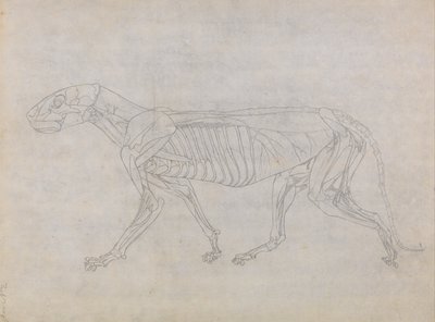 En jämförande anatomisk framställning av människokroppens struktur med tigerns och en vanlig hönas: Tigerkropp, vy från sidan av George Stubbs