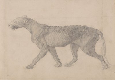En jämförande anatomisk framställning av människokroppens struktur med tigerns och en vanlig hönas: Tiger Body, Lateral View (Första av nio teckningar av ett annat exemplar av tiger) av George Stubbs