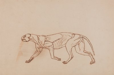 En jämförande anatomisk framställning av människokroppens struktur med tigerns och en vanlig hönas:  Leopardkropp, vy från sidan (senare stadium i dissektionen, ytlig bindväv och öron avlägsnade) av George Stubbs