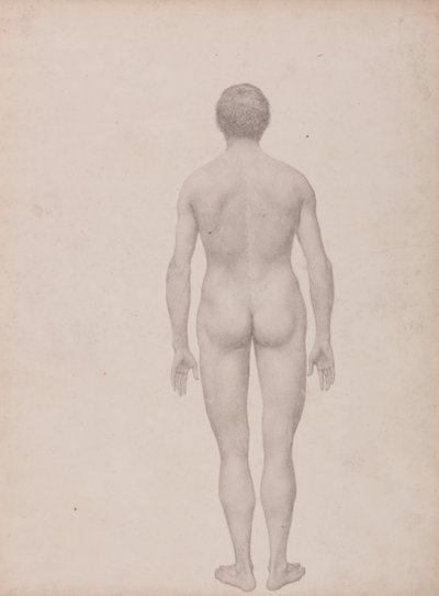 En jämförande anatomisk framställning av människokroppens struktur jämfört med tigerns och den vanliga fågelns: Människofigur, bakifrån, ograverad (Färdig studie för tabell VII) av George Stubbs