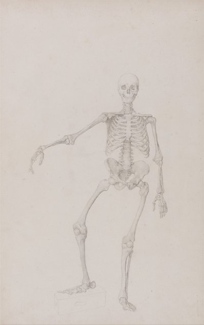 En jämförande anatomisk framställning av människokroppens struktur jämfört med en tiger och en vanlig hönsfågel: Människans skelett, vy framifrån (höger arm utsträckt; färdig studie för opublicerat bord) av George Stubbs