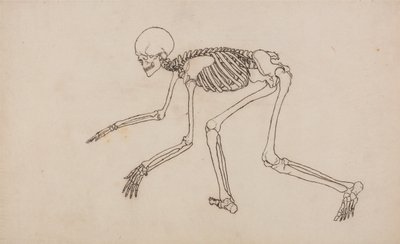 En jämförande anatomisk framställning av människokroppens struktur med tigerns och den vanliga fågelns: Människans skelett, vy från sidan av George Stubbs