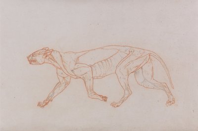 En jämförande anatomisk framställning av människokroppens struktur med tigerns och den vanliga fågelns:  Leopardkropp, vy från sidan av George Stubbs