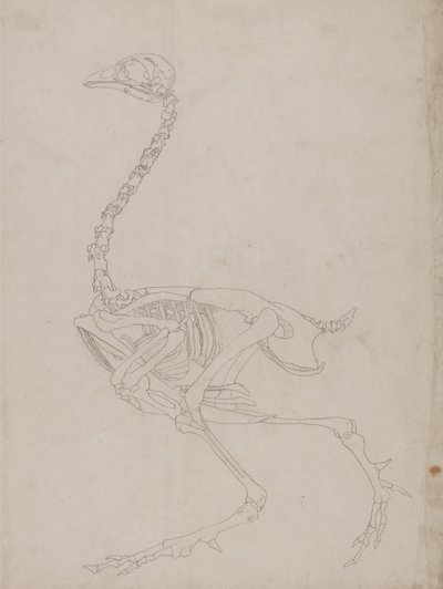 En jämförande anatomisk framställning av människokroppens struktur med tigerns och den vanliga fågelns:  Skelett av hönsfågel, sidovy (Översiktsritning av skelettet) av George Stubbs