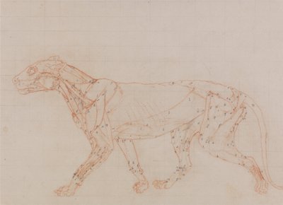 En jämförande anatomisk framställning av människokroppens struktur med en tigerkropp och en vanlig hönsfågel:  Tigerkropp, vy från sidan (studie av de muskler som frilagts i tredje stadiet av dissektionen) av George Stubbs