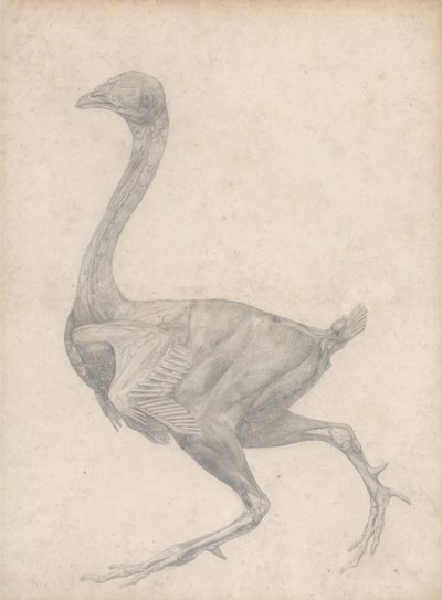En jämförande anatomisk framställning av människokroppens struktur med en tiger och en vanlig höna: Höns, vy från sidan, med hud och underliggande fasciallager borttagna (Färdig studie för tabell XV) av George Stubbs