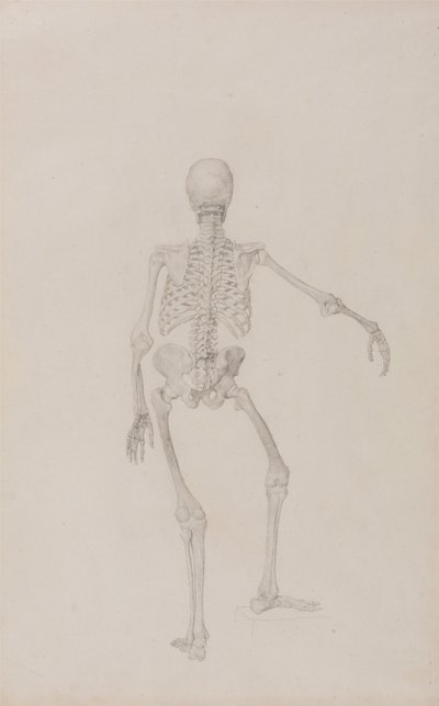 En jämförande anatomisk framställning av människokroppens struktur jämfört med en tiger och en vanlig hönsfågel: Människans skelett, bakifrån (höger arm utsträckt; färdig studie till ett opublicerat bord) av George Stubbs
