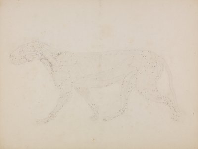 A Comparative Anatomical Exposition of the Structure of the Human Body with that of a Tiger and a Common Fowl: Tigerkropp, sidovy (Studie av de övre muskelskikten och deras blodförsörjning förberedd för nyckelfiguren till tabell XIV) av George Stubbs