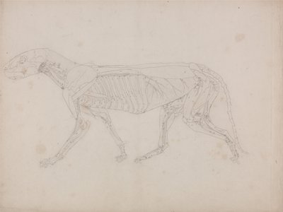 En jämförande anatomisk framställning av människokroppens struktur med tigerns och en vanlig hönas: Tigerkropp, vy från sidan av George Stubbs